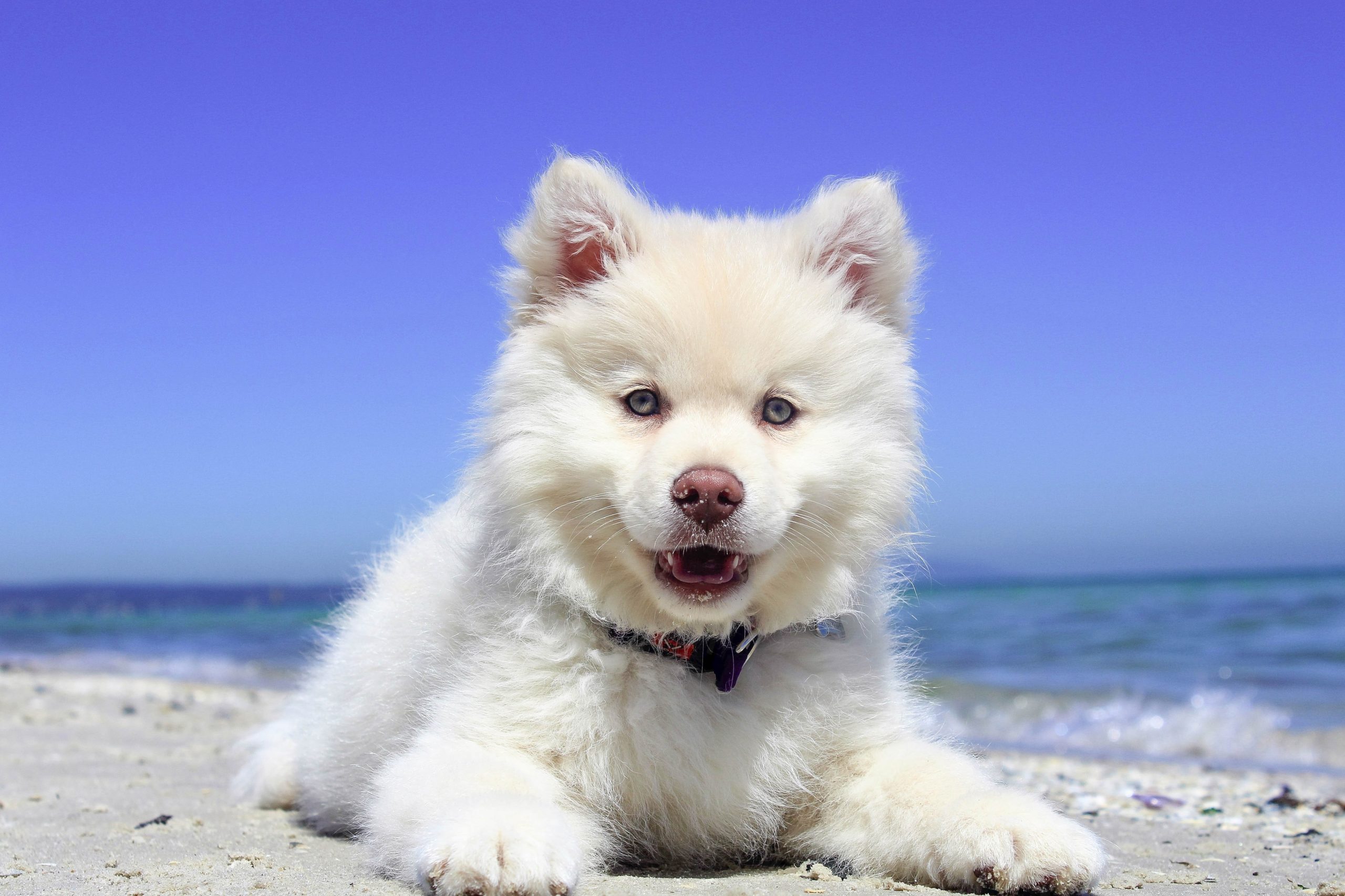 een gelukkige hond op het strand